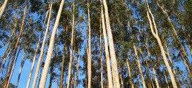 Eucaliptos